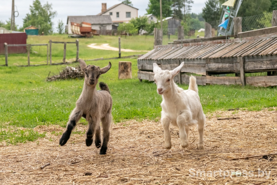 2-Женщина разводит коз в белорусской деревне.jpg