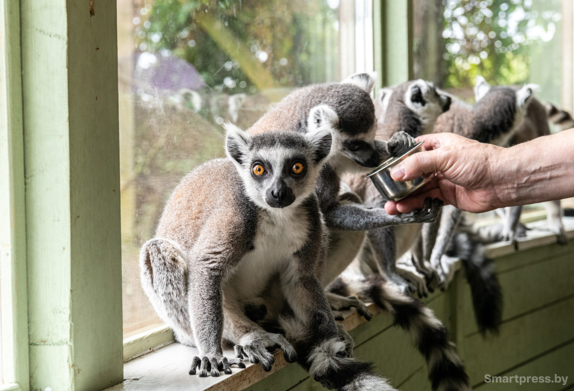 Лемур Парк животных.jpg