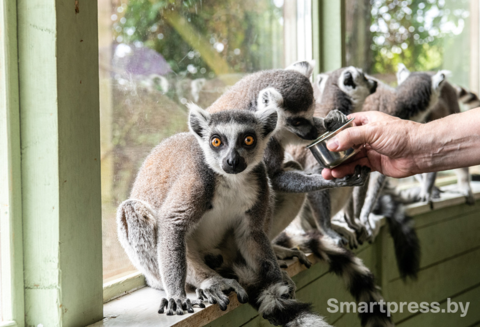 Лемур Парк животных.jpg
