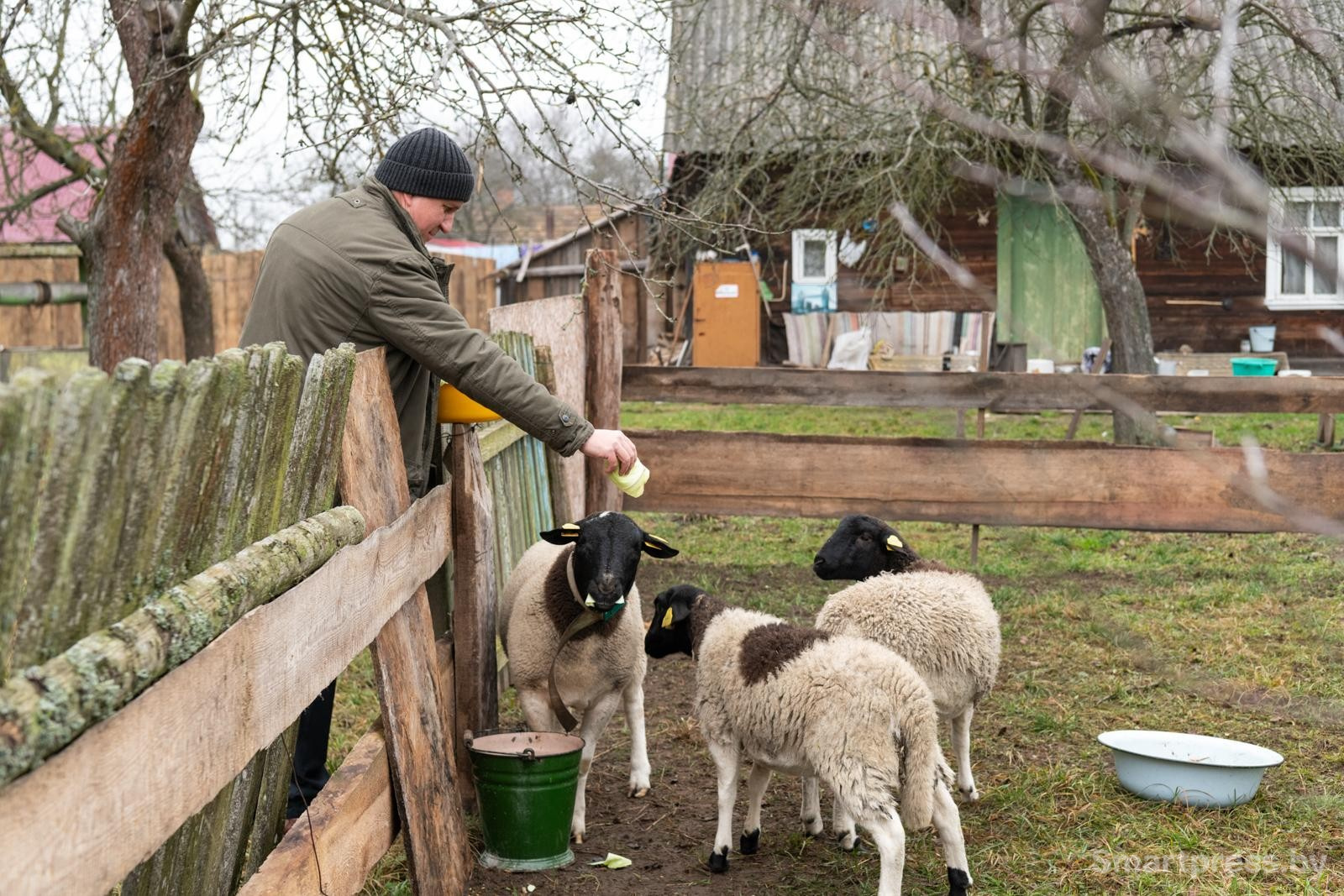 27-На день рождения друзья подарили Петру овец.jpg