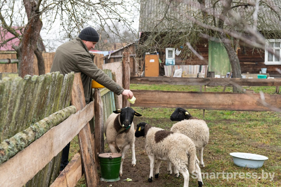27-На день рождения друзья подарили Петру овец.jpg