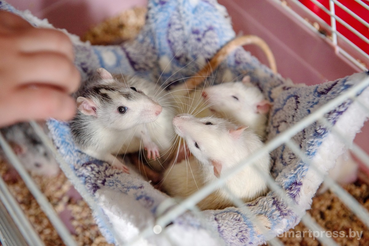 4-Домашние крысы из приюта RATуй.jpg