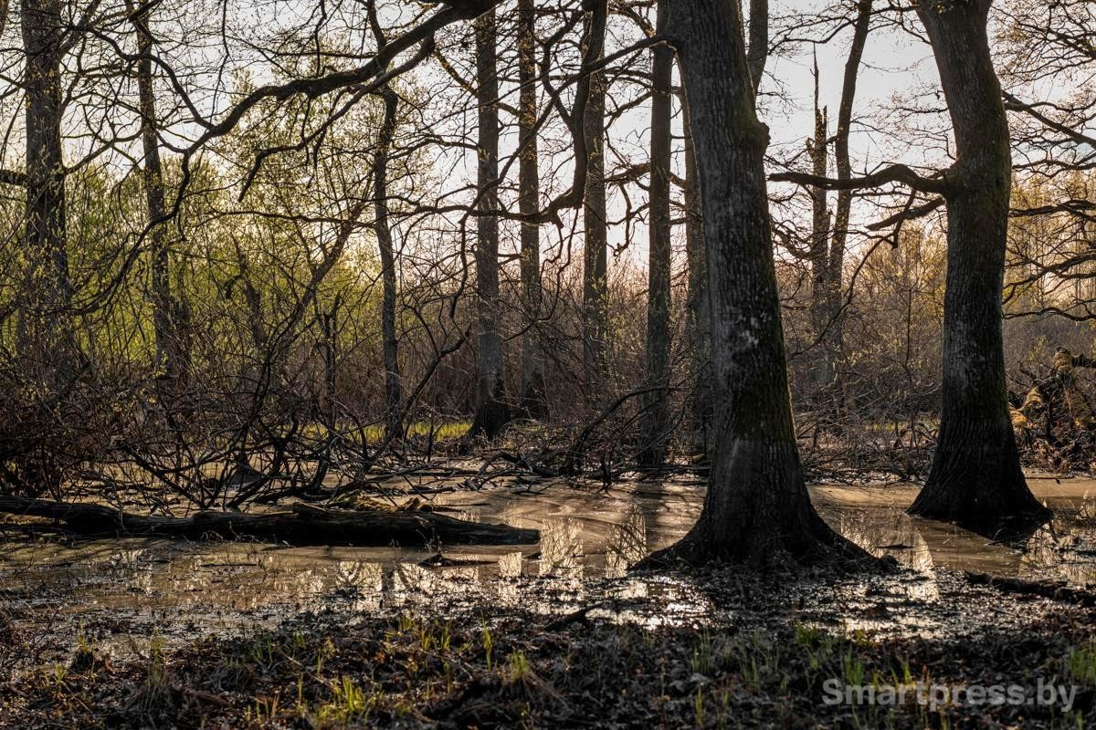 18-Пойменная дубрава.jpg