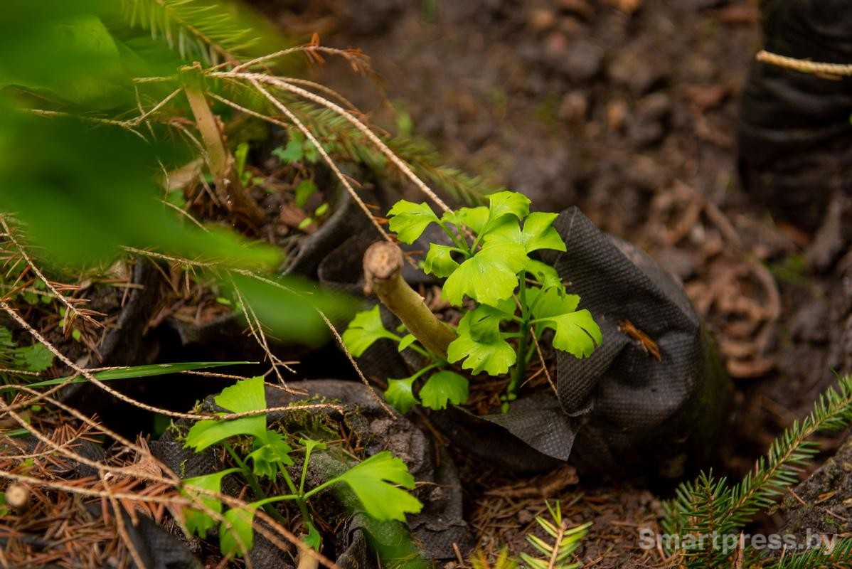 9-Малыши гинкго билоба.jpg