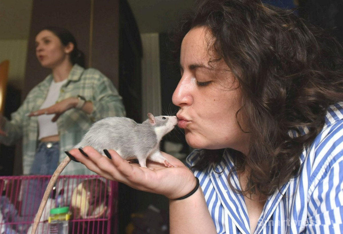 15-Домашние крысы из приюта RATуй.jpg