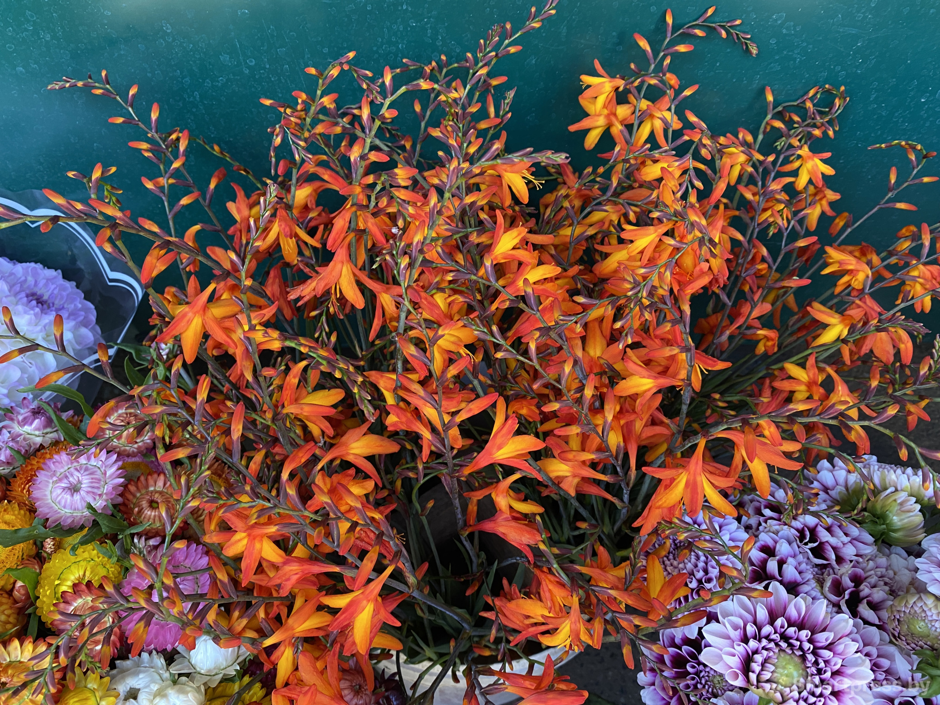 Японский гладиолус 