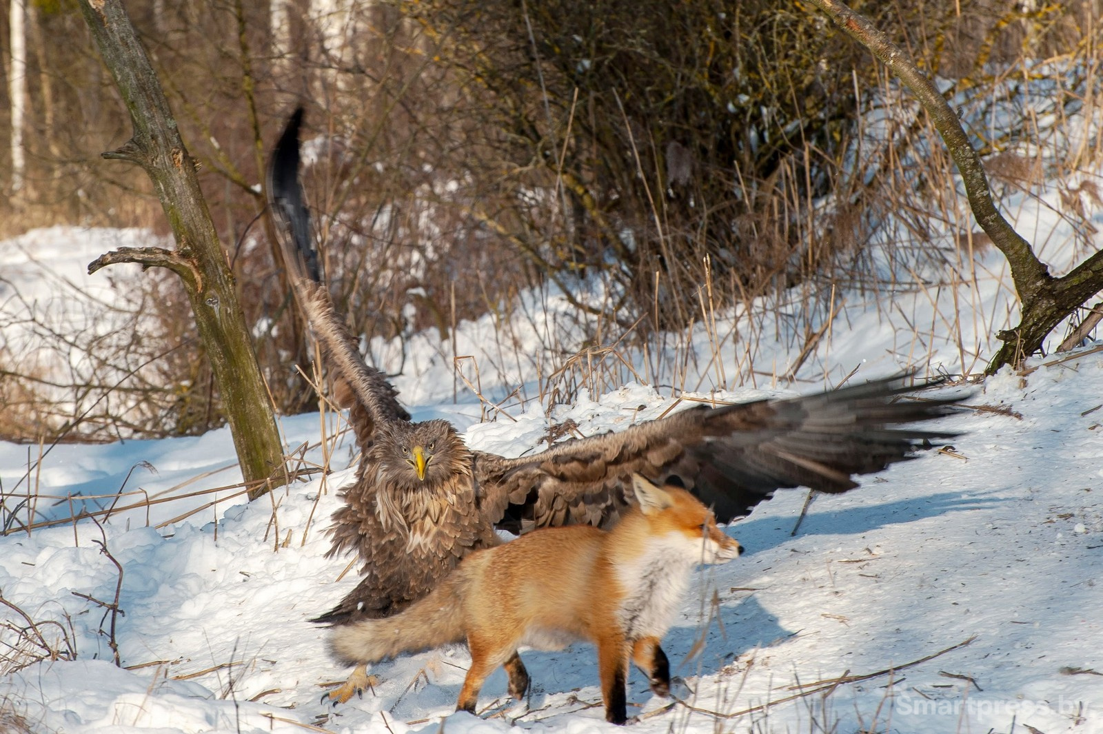 12-Орлан-белохвост отгоняет лису от еды.jpg