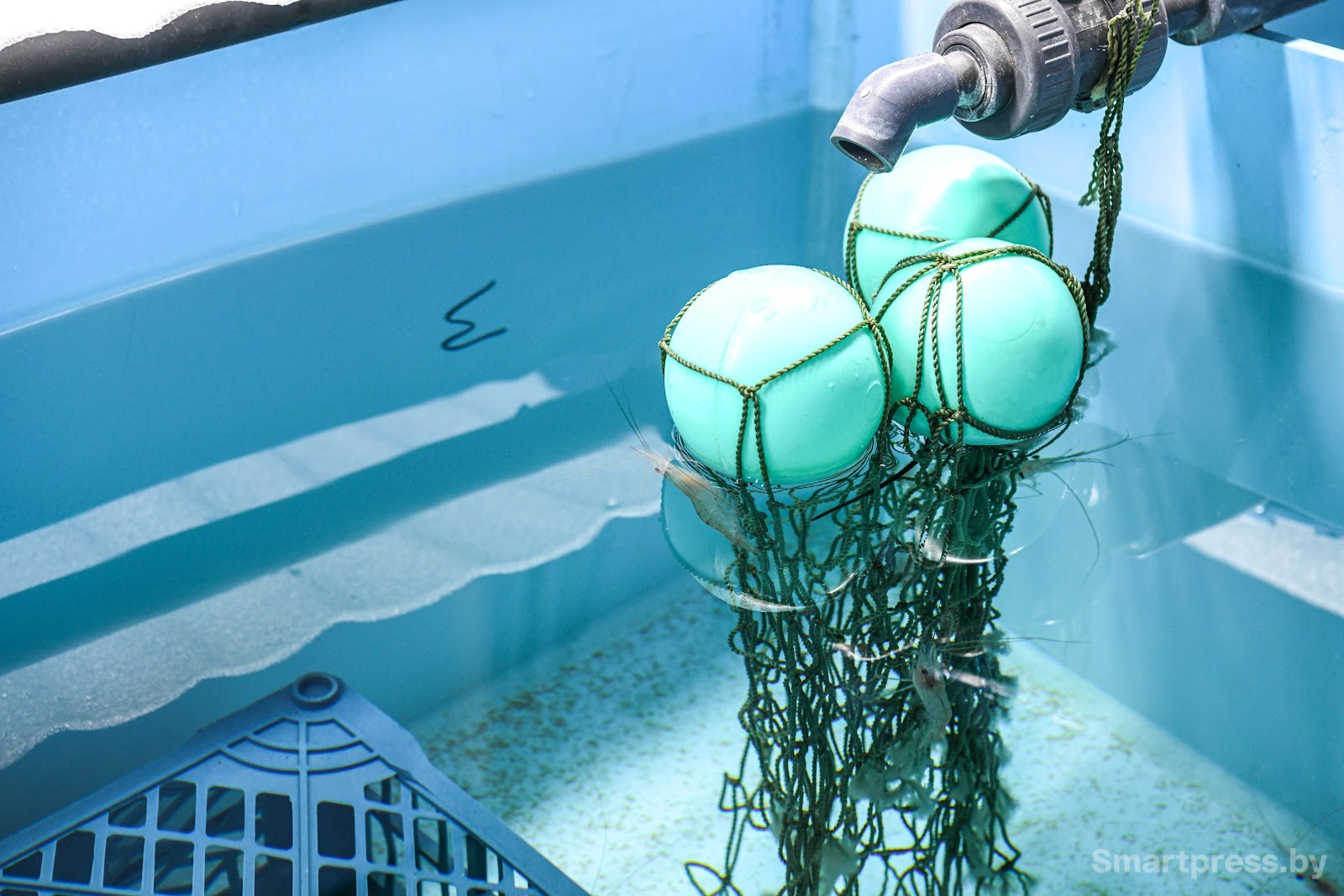 Креветочная ферма под Ляховичами 12.jpg