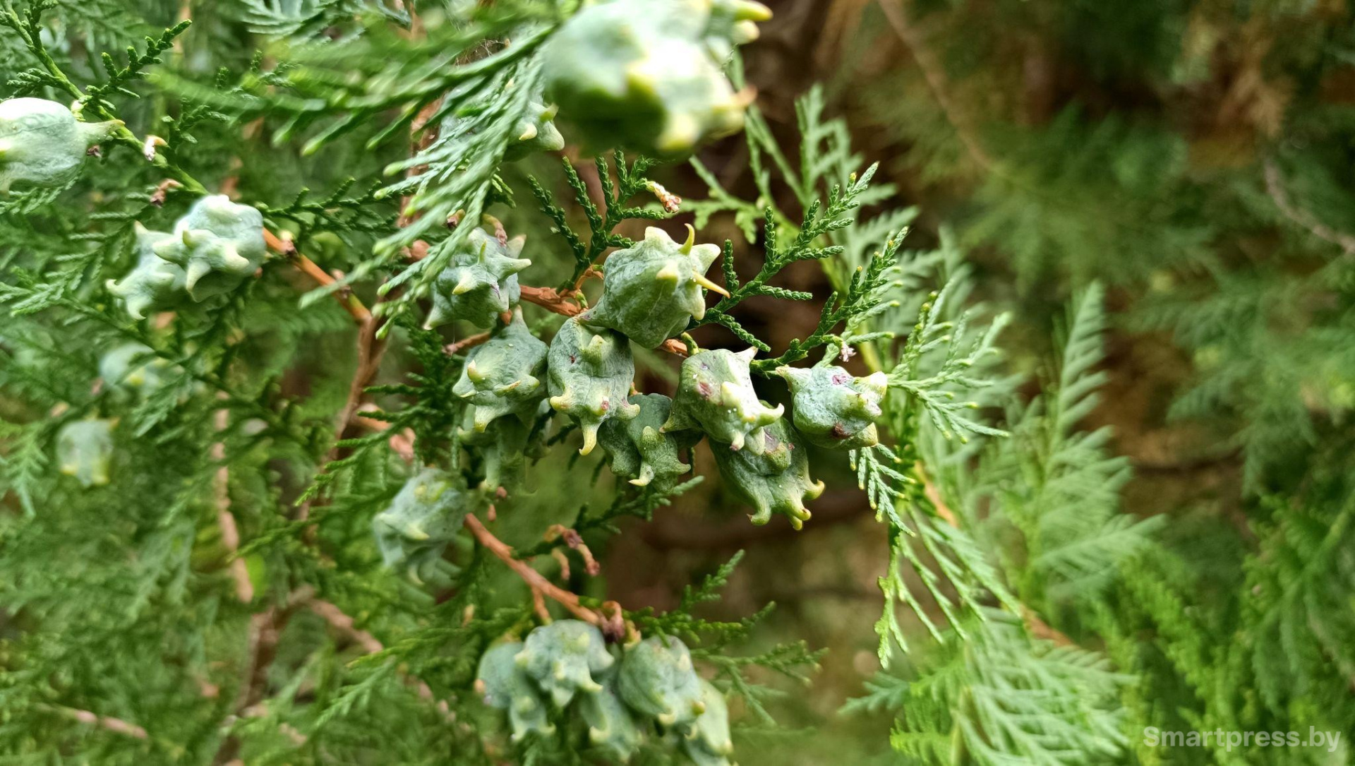 16-Восточная туя или плосковеточник.jpg