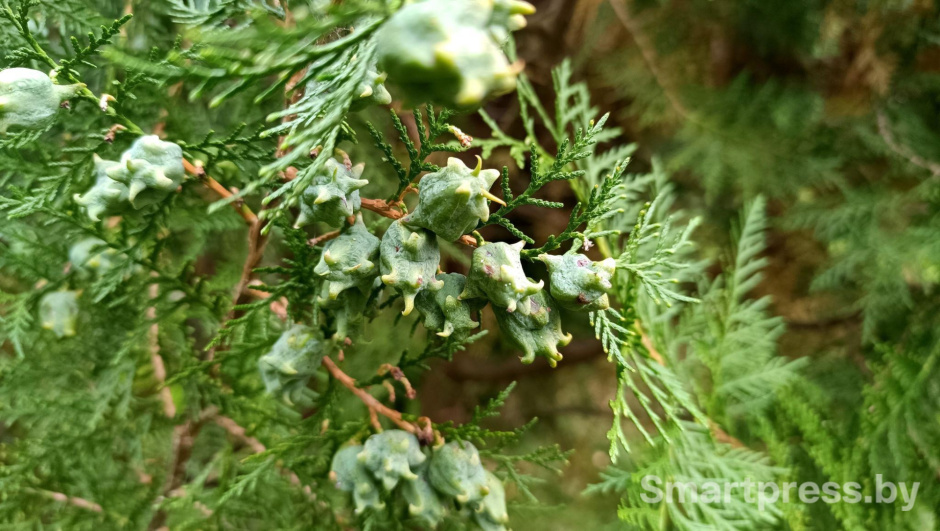 16-Восточная туя или плосковеточник.jpg