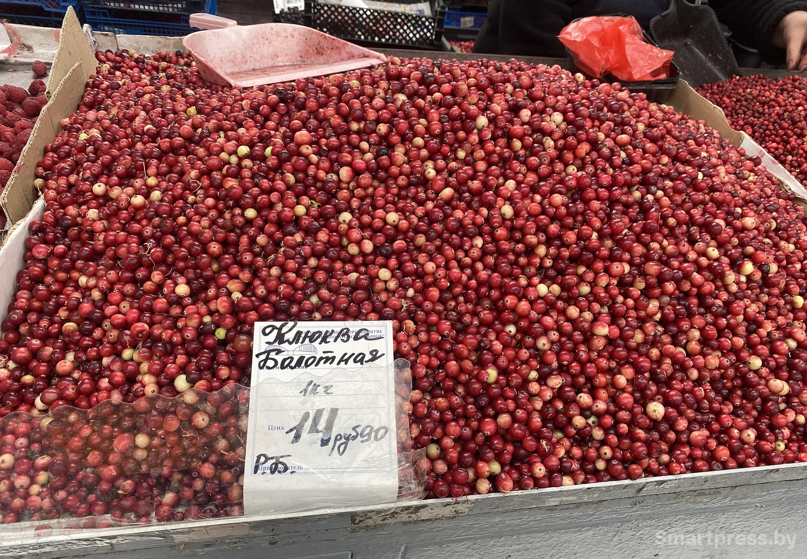 клюква болотная