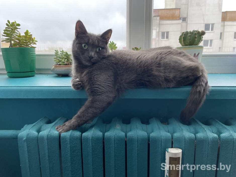 кот лежит на батарее кот лежит на батарее