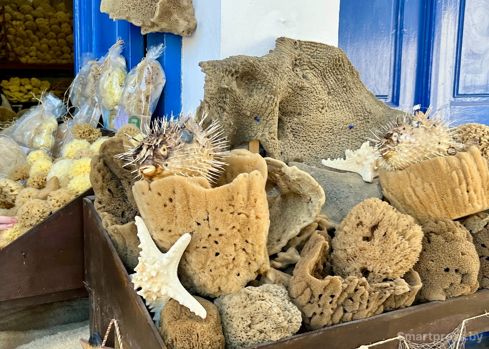 8-Морские губки.jpg