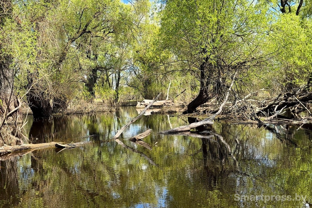 13-Пойменные леса Припяти.jpg
