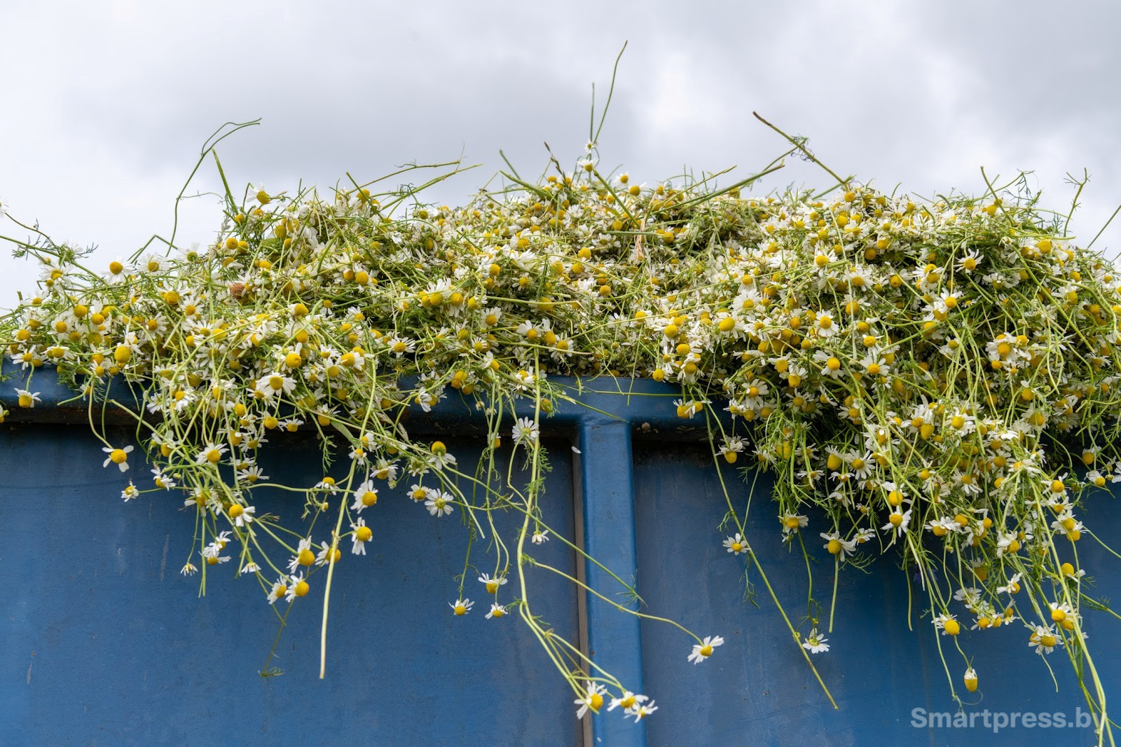 16-Трактор собирает ромашку в деревне Пищалово.jpg