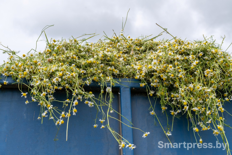 16-Трактор собирает ромашку в деревне Пищалово.jpg
