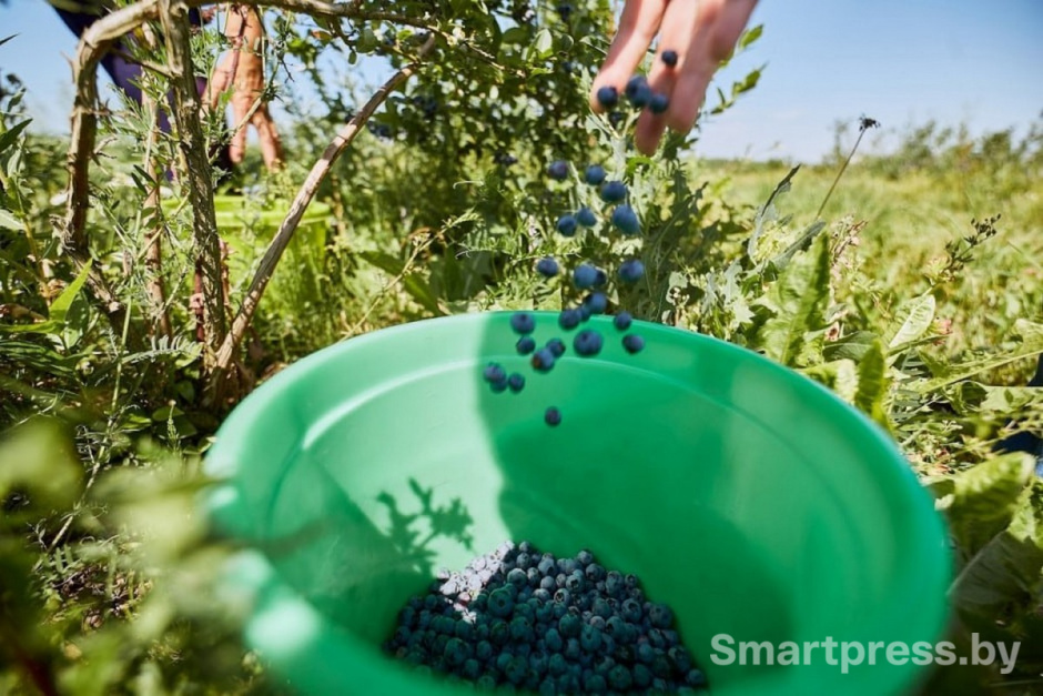 2-Сбор голубики.jpg