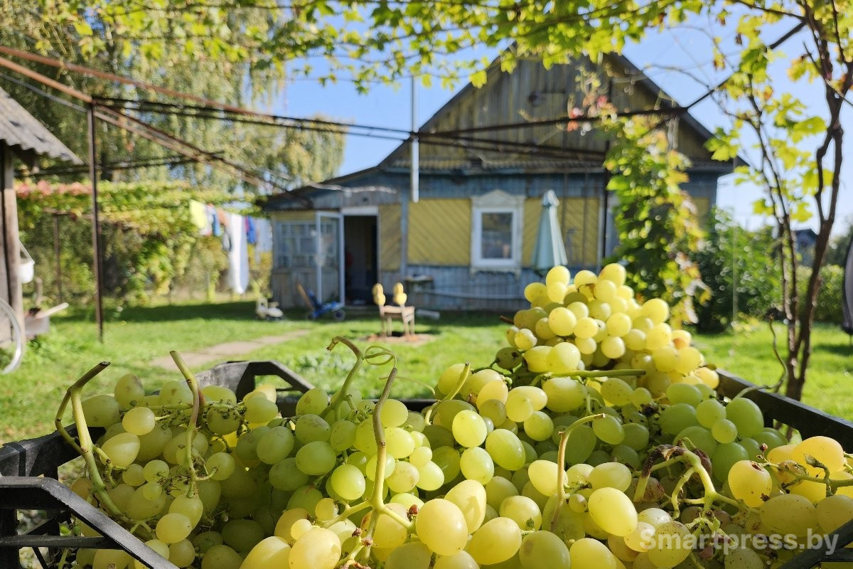 2-На участке всё засажено кустами винограда.jpg