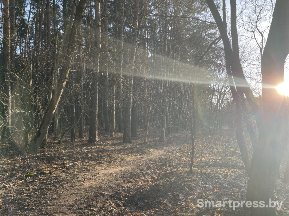 весна погода солнце лес.jpg