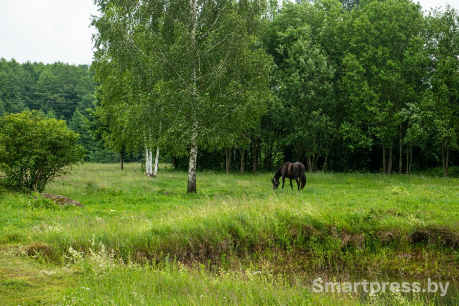 19-На хуторе Сматра Ивьевского района.jpg