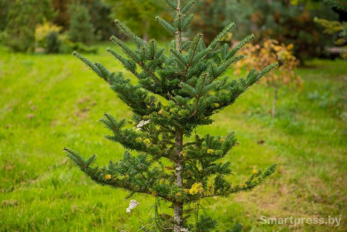 22-Корейская пихта.jpg