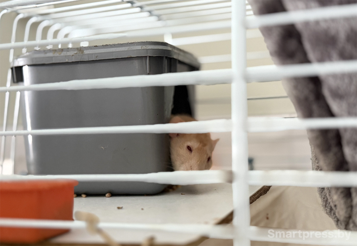 Ветеринарная клиника 9 жизней Минск