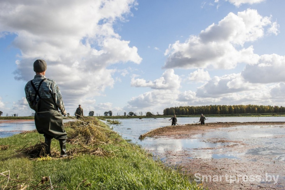 3-Сбор клюквы на Полесье.jpg
