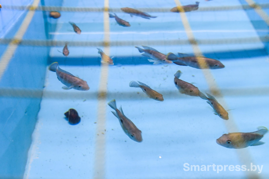 Креветочная ферма под Ляховичами 4.jpg