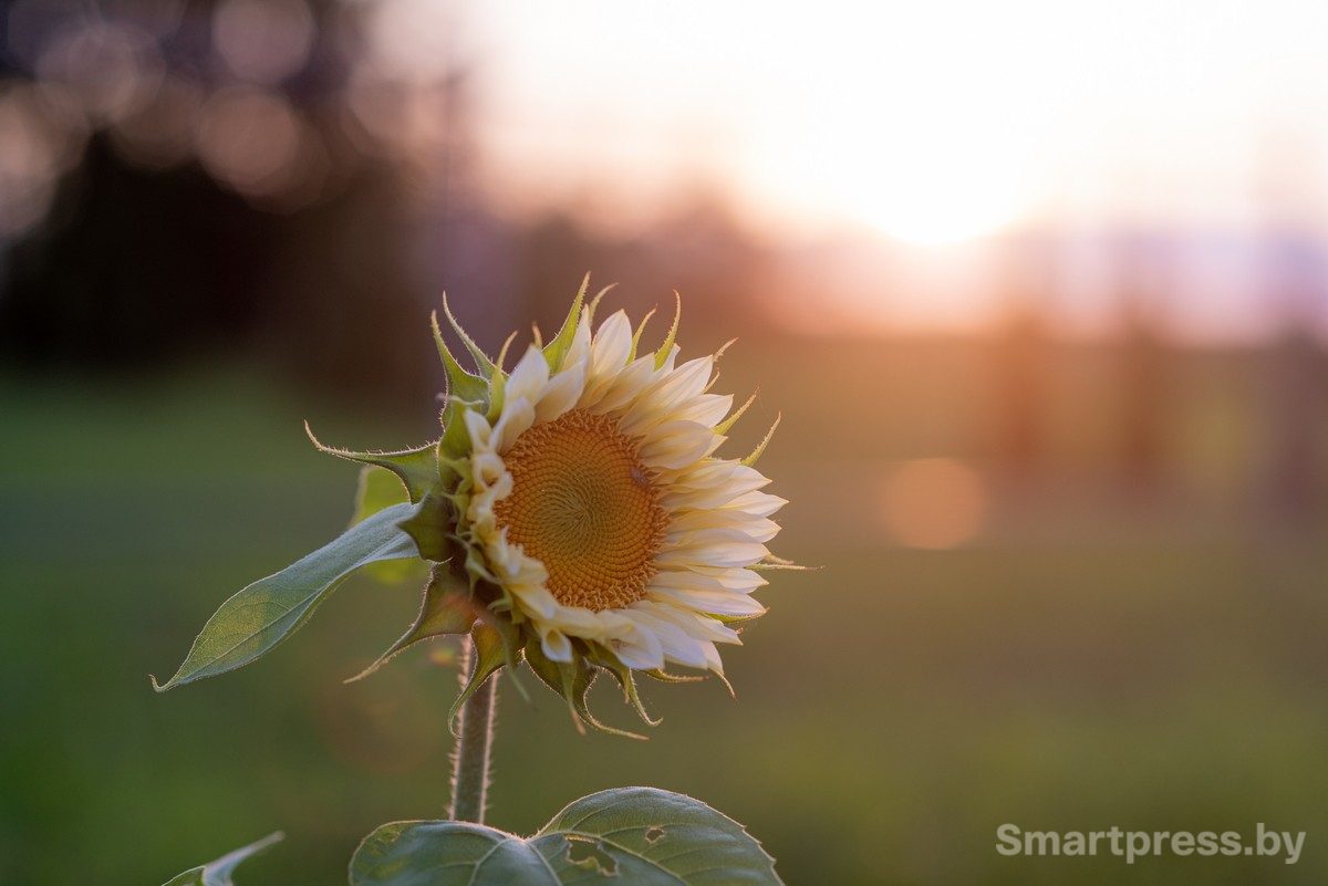 25-Белые подсолнухи.png