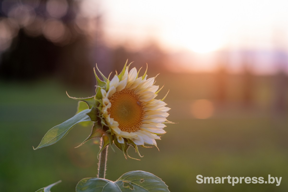 25-Белые подсолнухи.png