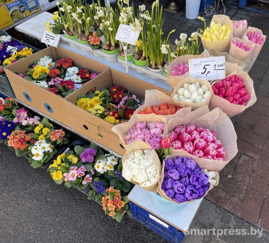 тюльпаны тюльпаны