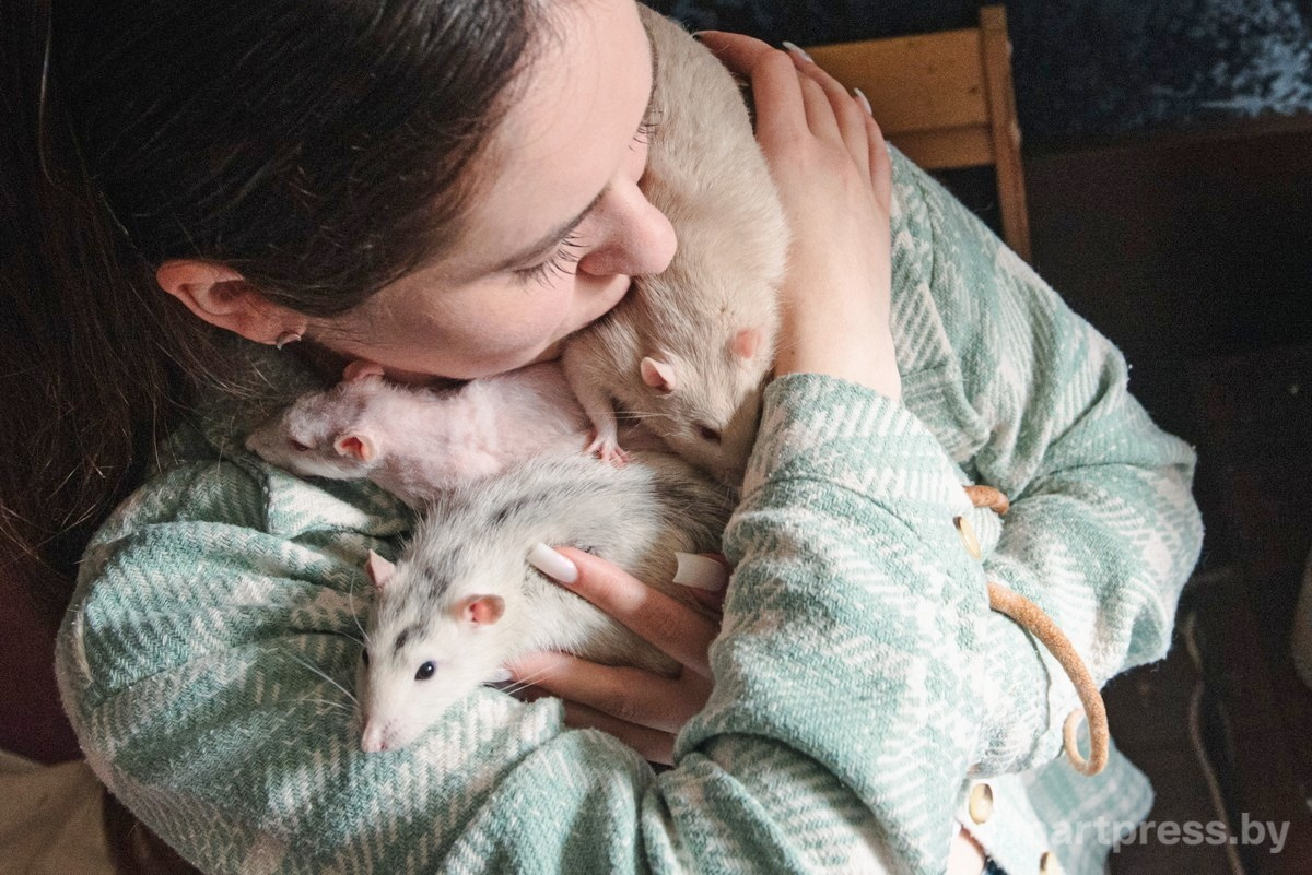 5-Домашние крысы из приюта RATуй.jpg