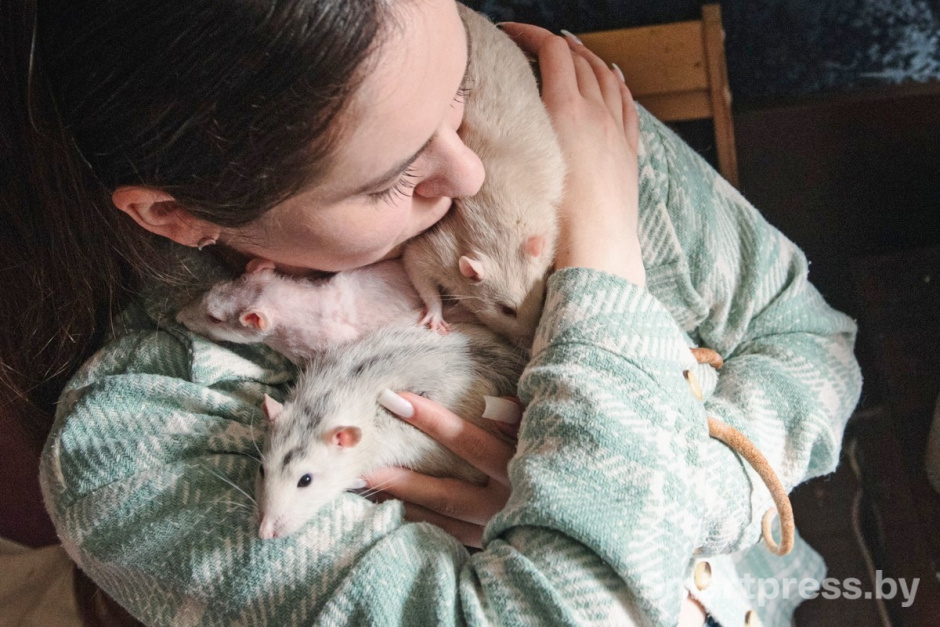 5-Домашние крысы из приюта RATуй.jpg