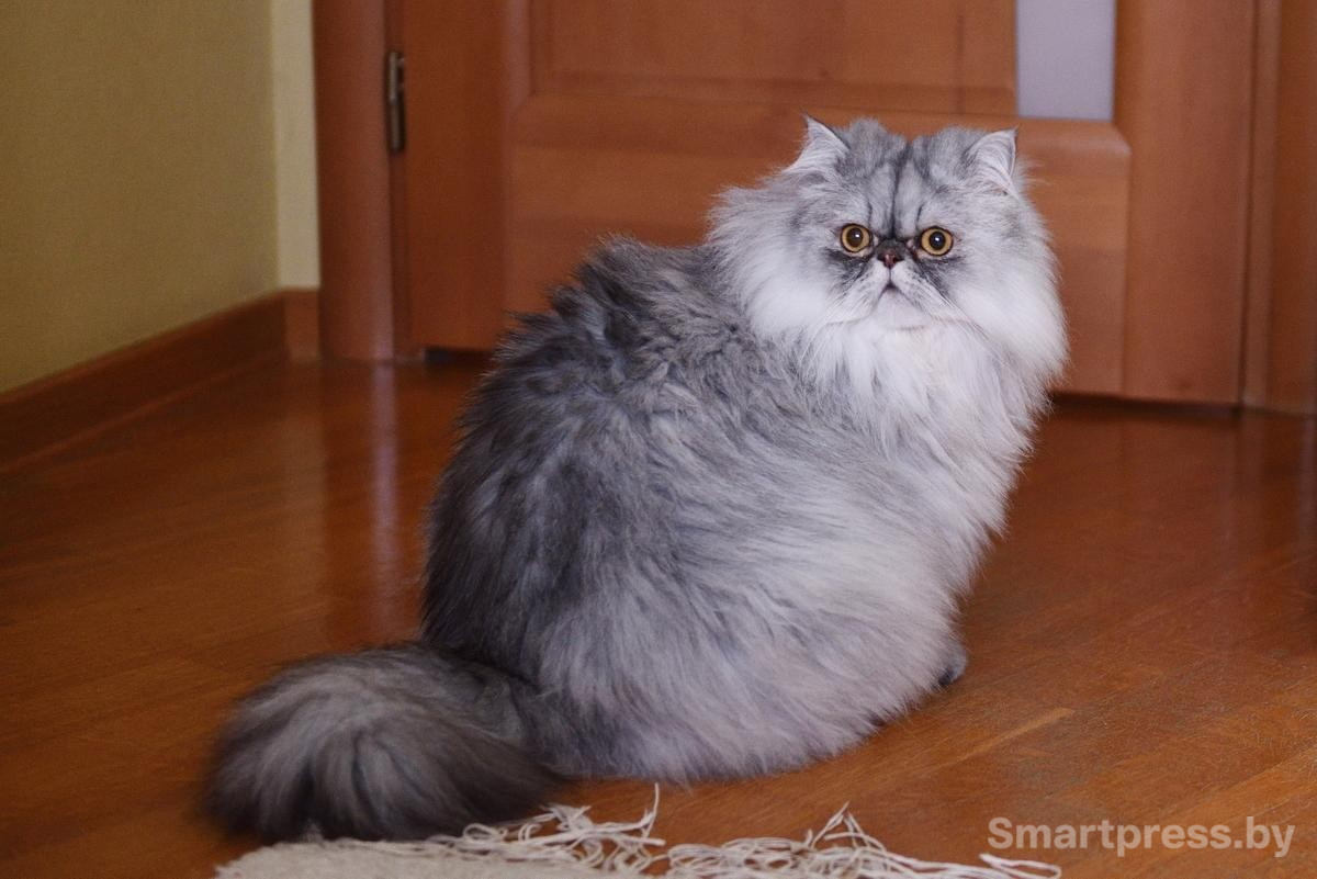 8-Кот Шаня.jpg