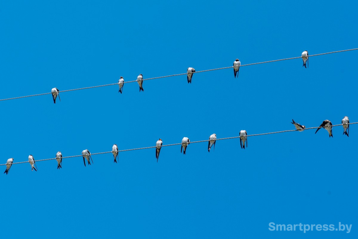 3-Птицы на проводах.jpg 3-Птицы на проводах.jpg