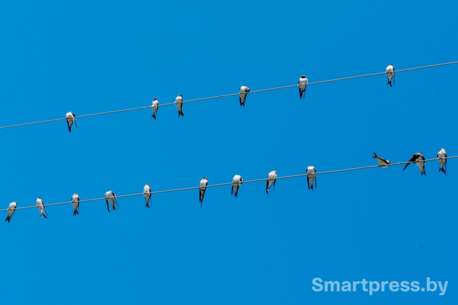 3-Птицы на проводах.jpg