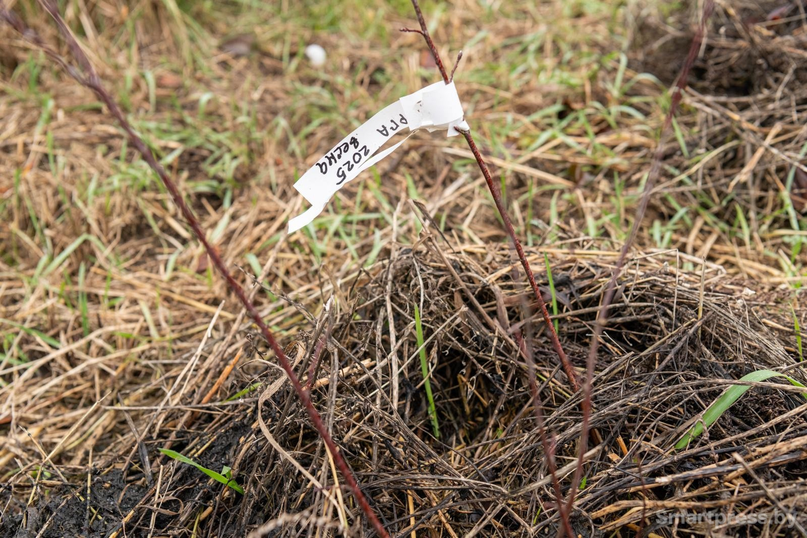 18-На новом участке Рома уже стал высаживать деревья.jpg