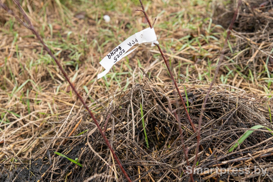 18-На новом участке Рома уже стал высаживать деревья.jpg