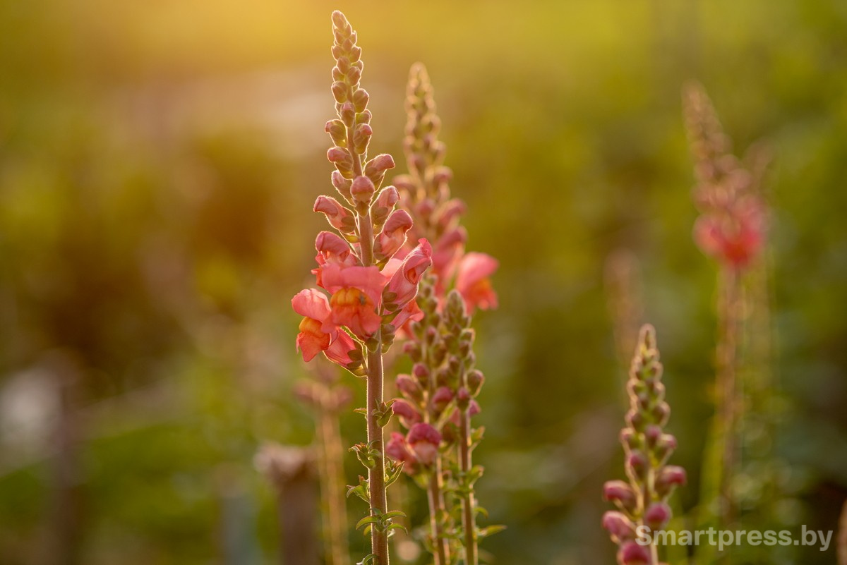22-Львиный зев.jpg