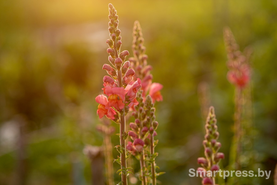 22-Львиный зев.jpg