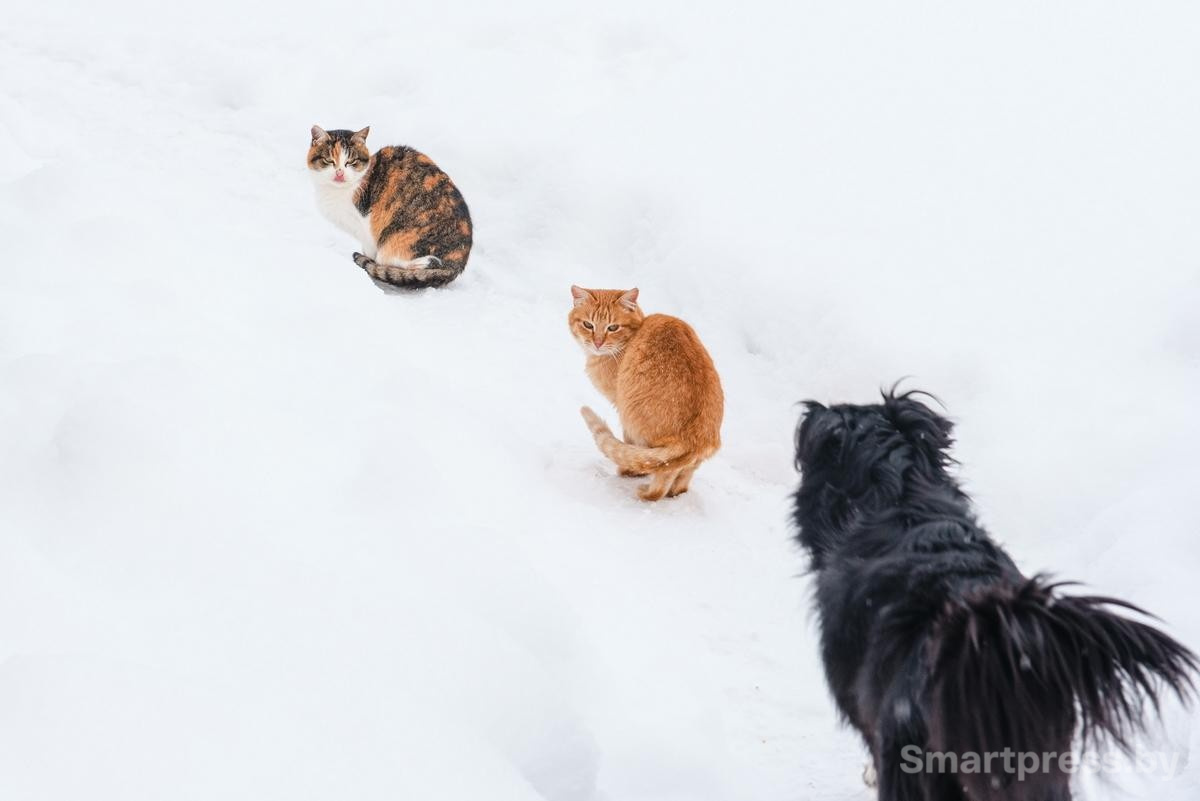 13-Два кота и одна собака.jpg