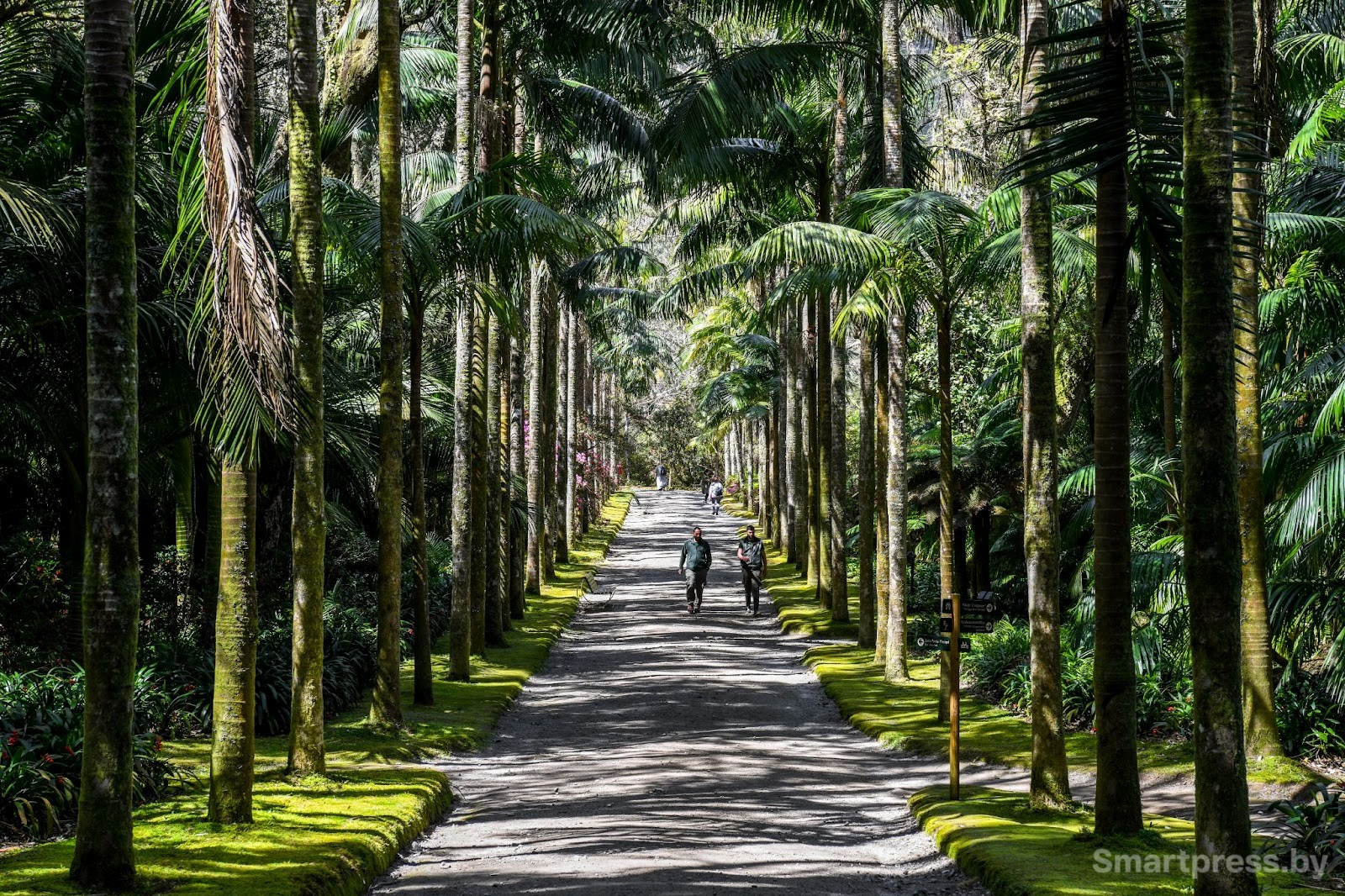 19-Парк Терра Ностра на острове Сан-Мигел.jpg