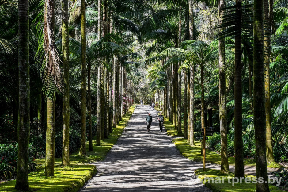 19-Парк Терра Ностра на острове Сан-Мигел.jpg