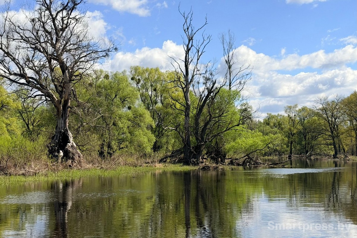 15-Пойменные леса Припяти.jpg