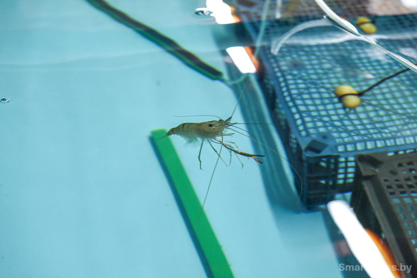 Креветочная ферма под Ляховичами 7.jpg