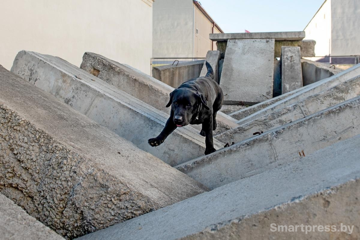 4-Собак-спасателей с детства учат работать на завалах.jpg