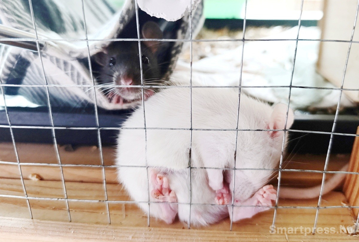 13-Домашние крысы из приюта RATуй.jpg