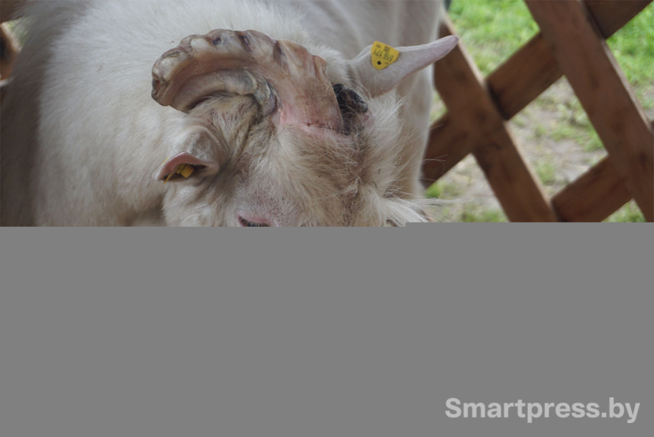 Козел Оникс