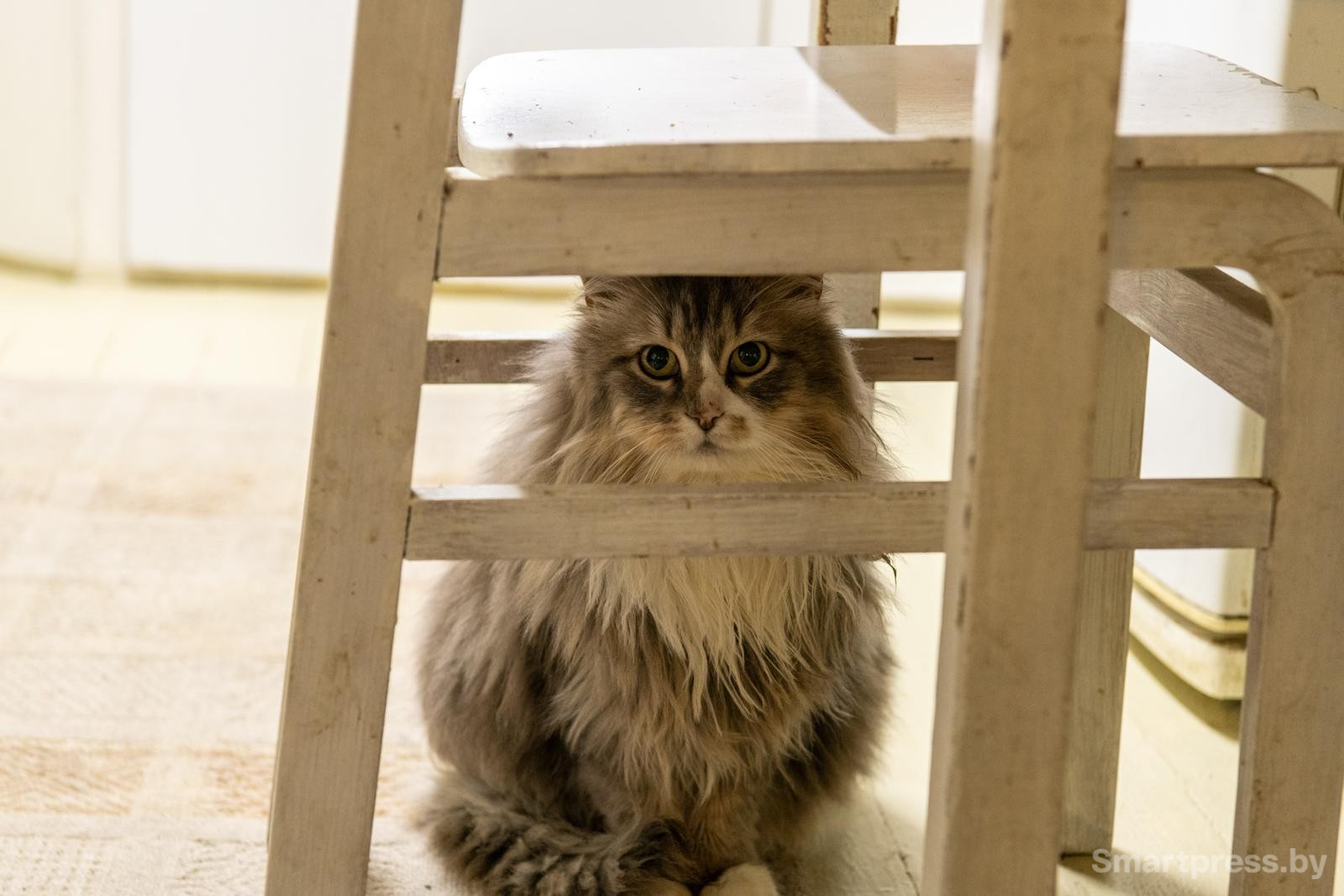 4-Кот спрятался под табуретку.jpg