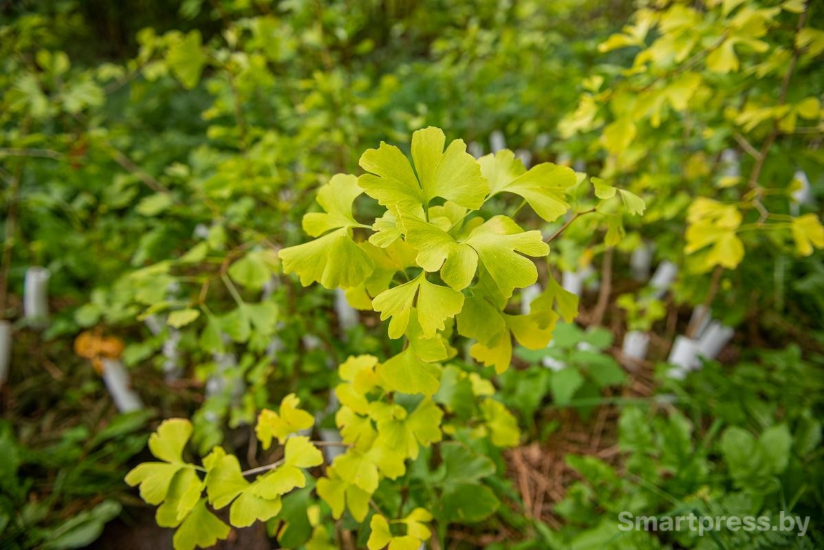 11-Гинкго билоба.jpg 11-Гинкго билоба.jpg